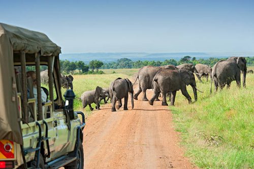 safari au kenya reserves naturelles