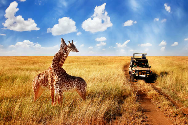 organiser un safari en afrique prix comment où