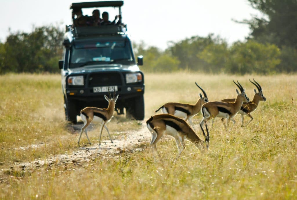 safari tanzanaie guide complet astuces et lieux a connaitre