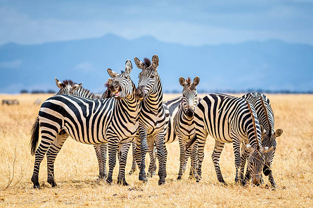 troupeau zébres safari tanzanie parc nationaux masaai