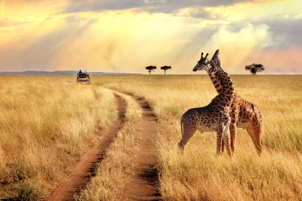 girafe kenyane espece race girafe réserve masai mara