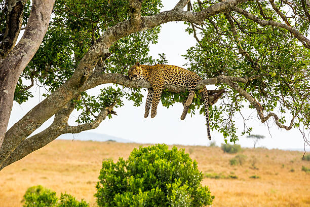 Leopard parc national masai mara kenya