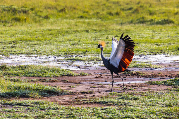 oiseaux kenya parc naturel masai mara
