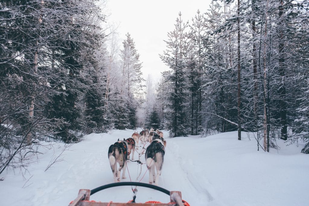 Vue subjective depuis un traineau tiré par des chiens dans une forêt en Finlande