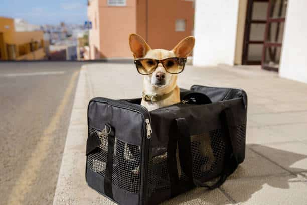 chihuahua dans son sac de transport pour prendre l'avion