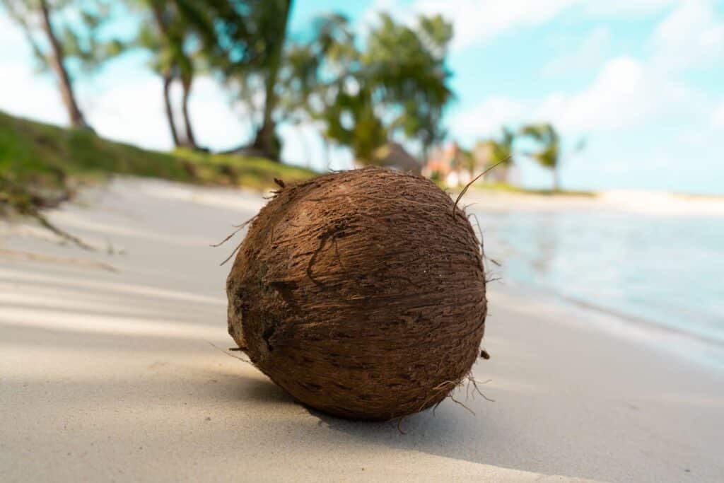 Noix de coco sur une plage de l'île Maurice