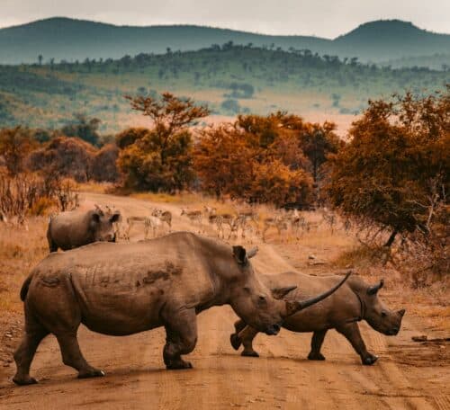 Rhinocéros traversants la route pendant un safari en Afrique du Sud