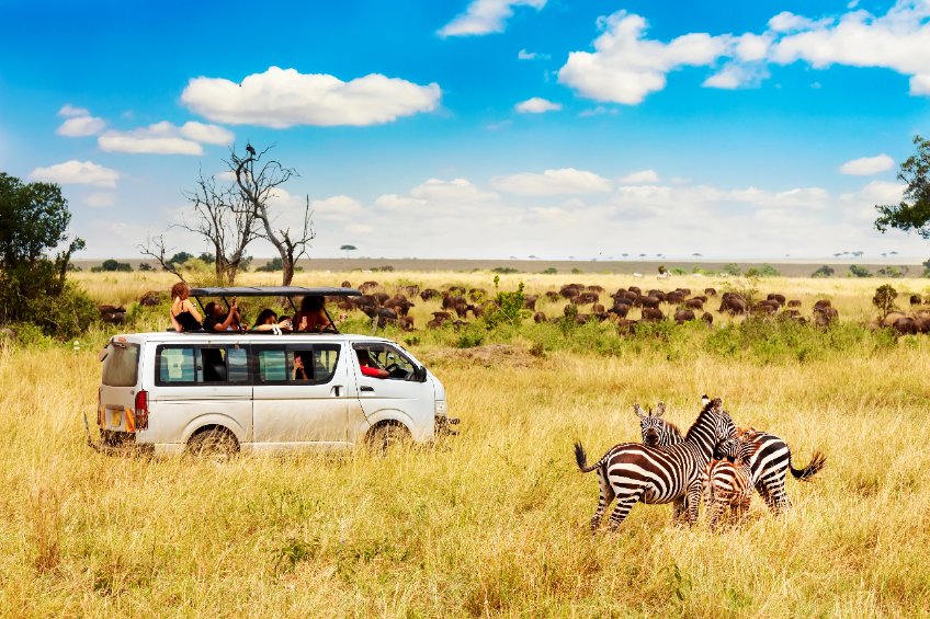 Van traversant une route avec des zèbres en Afrique du Sud
